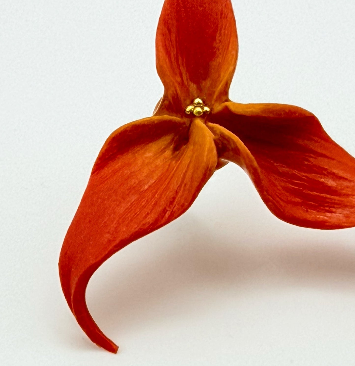 Orecchini MASDEVALLIA. | le MIDI | Arancio